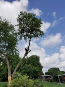 A professional tree worker using a chainsaw to trim a tall tree branch for Suarez Tree Service in San Antonio, TX.
