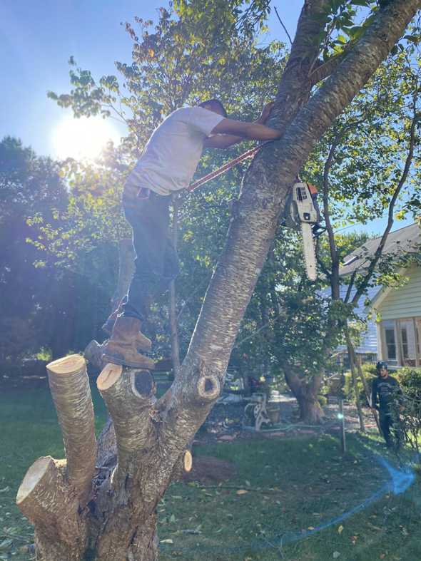 A tree service worker with a chainsaw trimming branches high up in a tree for Ventura Tree Services in High Point, NC