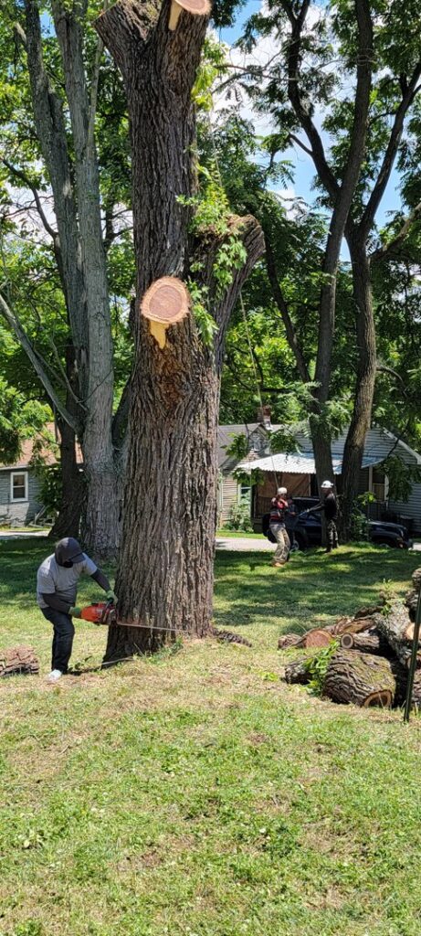 A tree worker on the ground using a chainsaw to cut a large tree trunk during removal by G.O.'s Tree Service in Pittsburgh, PA
