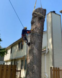 A tree service worker secured with ropes and harness using a chainsaw to cut a large tree trunk for El tree service in Columbus, OH.