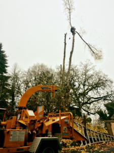 A tree worker high in a tree with a wood chipper on the ground, performing tree removal for Vista Tree Service in Portland, OR.