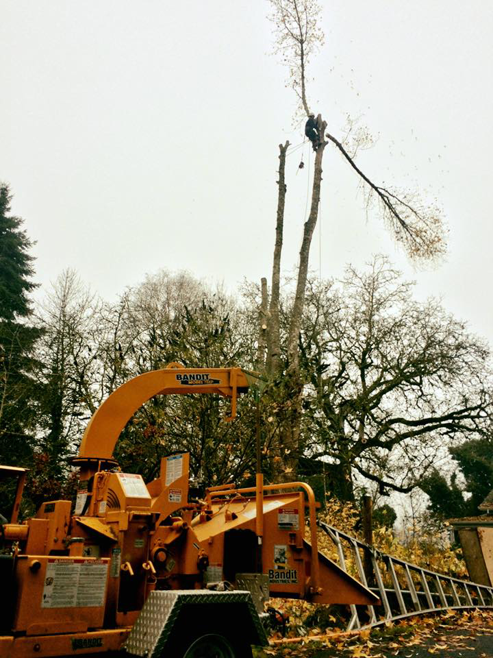A tree worker high in a tree with a wood chipper on the ground, performing tree removal for Vista Tree Service in Portland, OR.