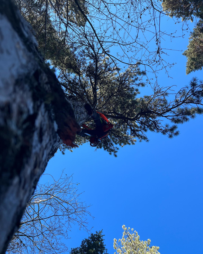A tree worker from Peak Arbor LLC climbing and pruning a tree, viewed from below, in Casper, WY.