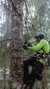 A tree worker in climbing gear using a chainsaw to prune a tall tree for Everybody's Tree Service in Juneau, AK.