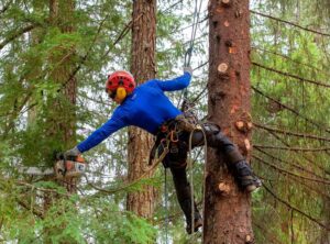 A tree worker in climbing gear, suspended in a tree, operating a chainsaw for pruning by Everybody's Tree Service in Juneau, AK.