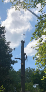 A tree worker climbs a tall tree trunk during a crane-assisted removal by 4M Tree Service in Knoxville, TN.