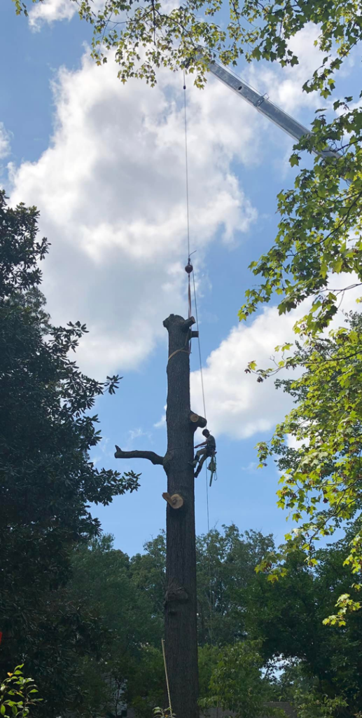 A tree worker climbs a tall tree trunk during a crane-assisted removal by 4M Tree Service in Knoxville, TN.