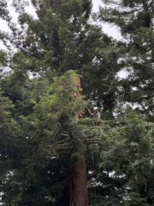 A tree worker climbing and cutting a tall tree with a chainsaw for Caudle's Tree Service in Salem, OR