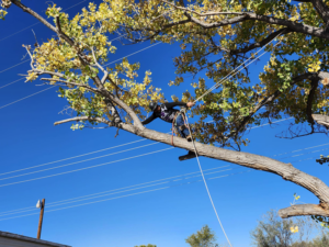 A skilled tree worker climbing a large tree for trimming services by Sierra Tree Specialist in Albuquerque, NM.