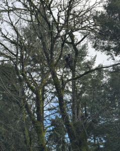 A skilled tree worker from Jake's Tree Service climbing a large, moss-covered tree to perform service in Everett, WA.