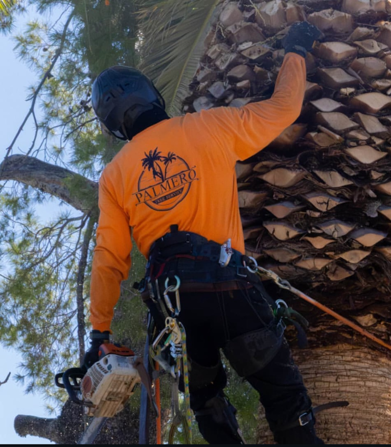 A tree service worker climbing a palm tree with a chainsaw, wearing safety gear, for Palmero Tree Service in Tucson, AZ