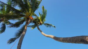 A tree service worker climbing a tall palm tree against a blue sky for Island Trees in Bethpage, NY.