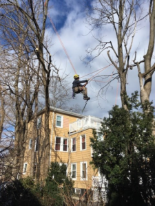 A tree worker climbing and pruning a tall tree using ropes for Essential Tree Service in Boston, MA