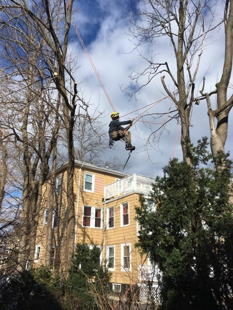 A tree worker climbing and pruning a tall tree using ropes for Essential Tree Service in Boston, MA