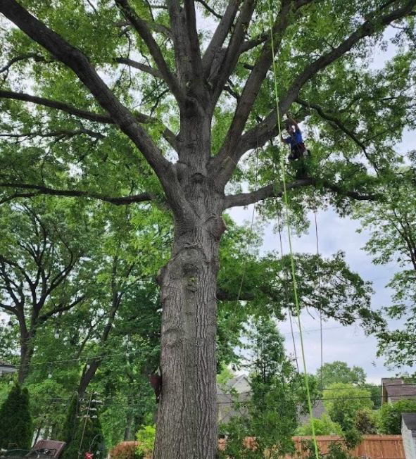 A tree service worker climbing and pruning a large tree with ropes for S.M.B Family Tree Service in House Springs, MO.
