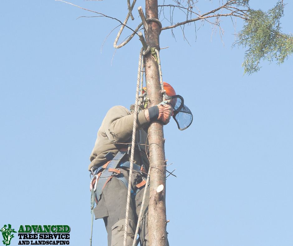 A tree worker in safety gear climbing and pruning a tree, demonstrating services by Advanced Tree Service & Landscaping in Medford, OR.