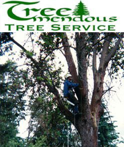 A skilled tree worker climbing a tall tree with a chainsaw for pruning services by Treemendous Tree in Seattle, WA.
