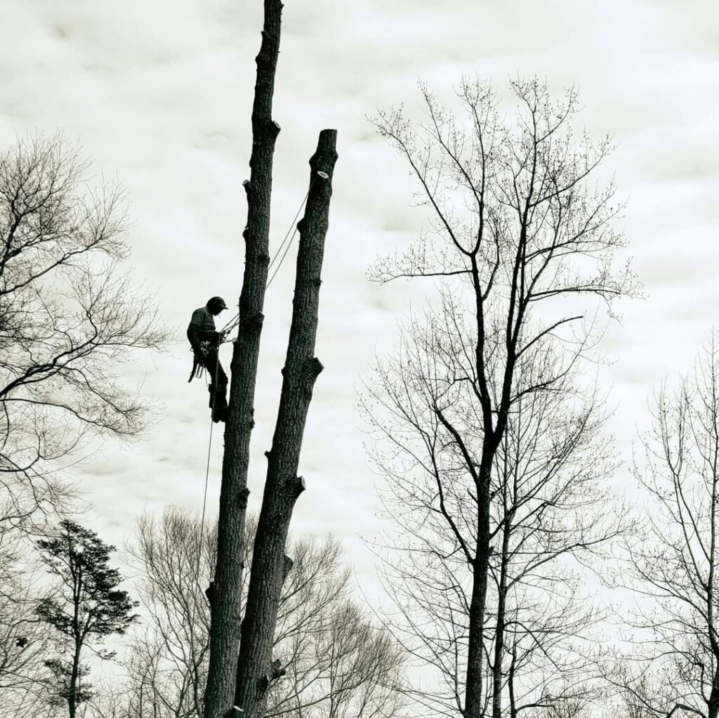 A skilled tree worker climbing a tall tree for removal or trimming by Timber Taskforce Tree Service in York, PA.