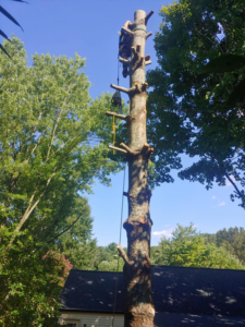 A tree worker climbing and removing branches from a tall tree for Ole' Smokey's Tree Service in Knoxville, TN.