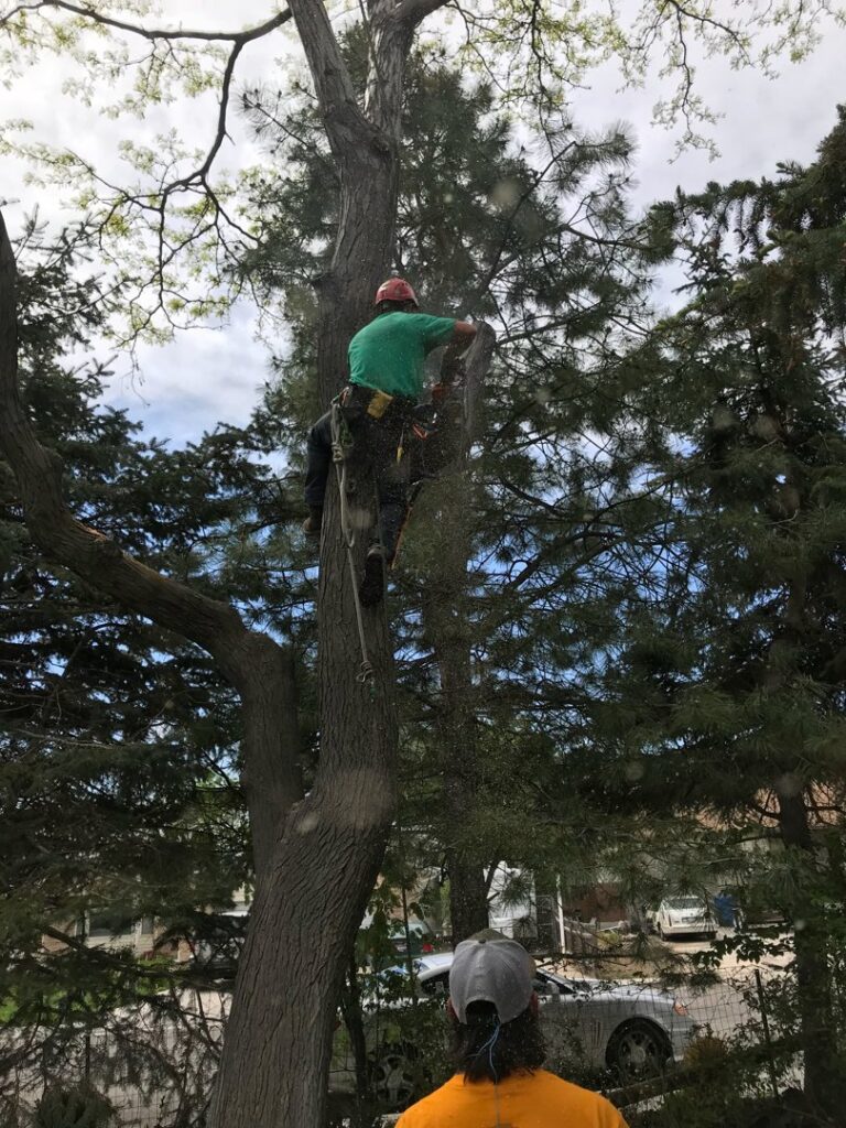 A tree worker climbing a tall tree with sawdust in the air, performing services for Top Notch Tree Service in Pocatello, ID.