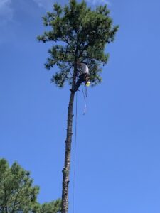 A skilled tree worker climbing a tall pine tree with ropes and harness, performing tree services for Log and Leaf Tree Service in Hoover, AL.