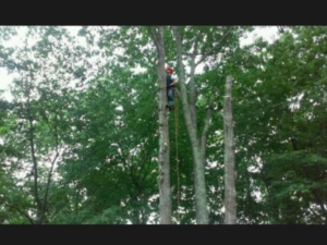 A tree worker in safety gear climbing a tall tree for service by Tall Timber Tree Service in Coventry, RI.