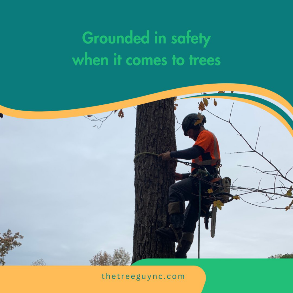 A tree worker safely climbing a tree with ropes and a chainsaw for The Tree Guy LLC in Spencer, OK.