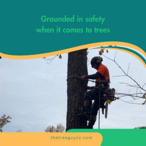 A tree worker safely climbing a tree with ropes and a chainsaw for The Tree Guy LLC in Spencer, OK.
