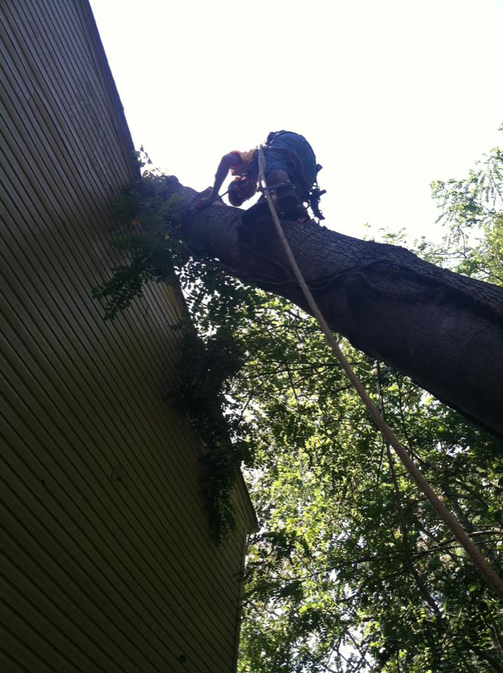 A tree worker safely climbing a large tree near a house for Our Family Tree Service, LLC. in Winston-Salem, NC.