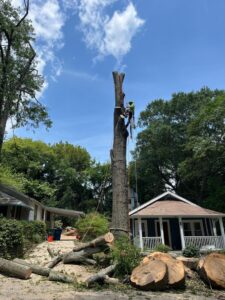 A skilled tree worker high on a partially removed tree, performing tree removal for Elegant Tree Service in Atlanta, GA.
