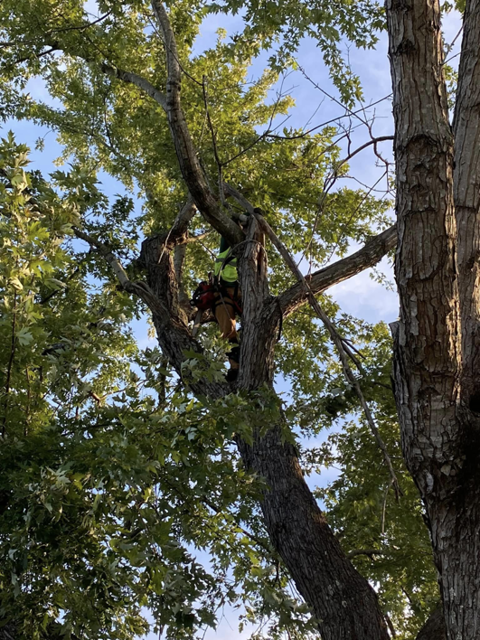 A professional tree worker in safety gear climbing a tree for Castle Tree Service in Conway, AR.