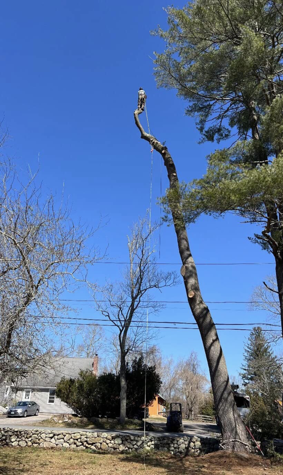 A tree worker high in a partially de-limbed tree performing tree removal services for West Bay Tree Works LLC in Coventry, RI.