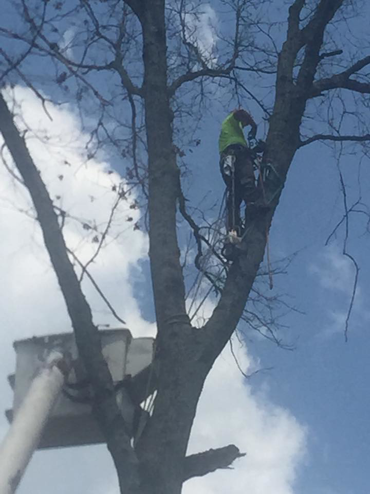 A tree service worker climbing and trimming a tall tree for Apex Tree Service in Murfreesboro, TN.