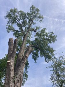 A tree worker safely climbing and trimming branches high in a tree for A & C Tree Service in Las Vegas, NV.