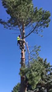 A tree worker high in a tree, climbing and trimming branches for All Wood's Tree Service in Ogden, UT.