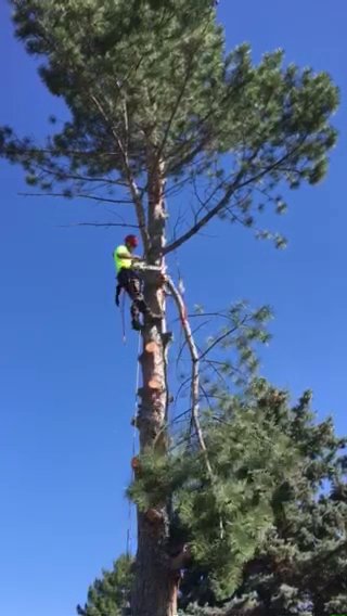 A tree worker high in a tree, climbing and trimming branches for All Wood's Tree Service in Ogden, UT.