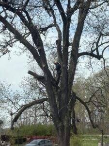A tree service worker in a harness high in a tree, actively trimming branches for Making the Cut Tree Service in Muskego, WI.