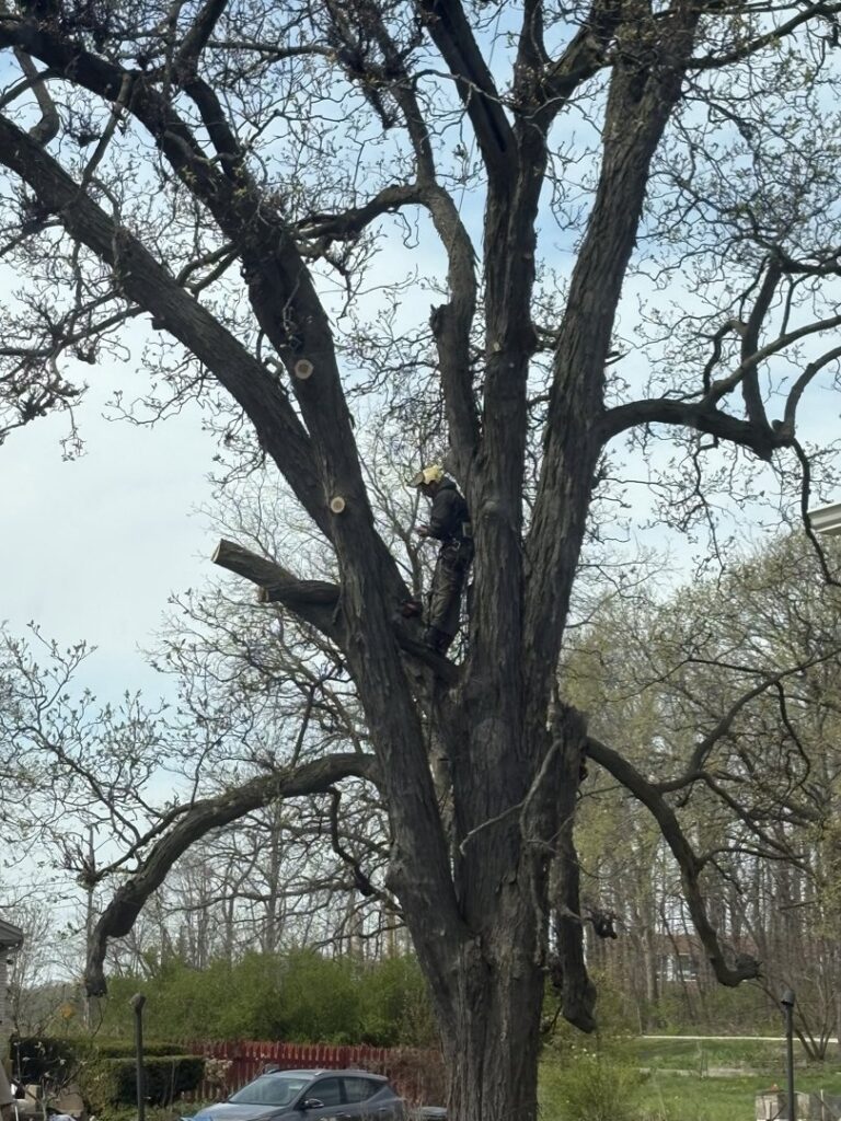 A tree service worker in a harness high in a tree, actively trimming branches for Making the Cut Tree Service in Muskego, WI.
