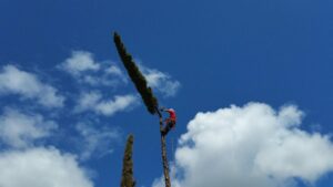 A skilled tree worker climbing and trimming a tall tree against a blue sky, performed by Ohana Tree Services in Mililani, HI.