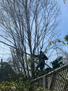 A tree service worker climbing a tall tree, preparing for trimming or removal, by Prestige Peninsula Tree Trimmers in San Francisco, CA.