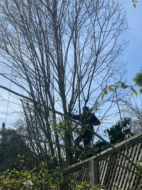 A tree service worker climbing a tall tree, preparing for trimming or removal, by Prestige Peninsula Tree Trimmers in San Francisco, CA.