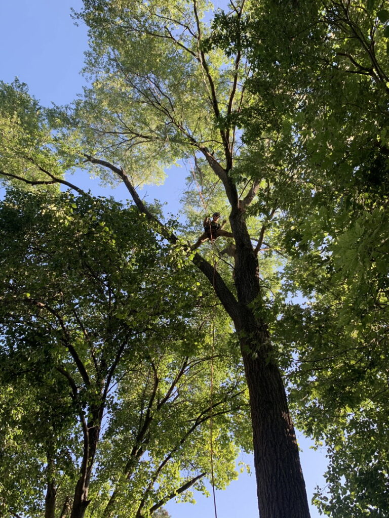 A tree service worker safely climbing and trimming branches high in a tree for South "O" Tree and Stump in Omaha, NE.
