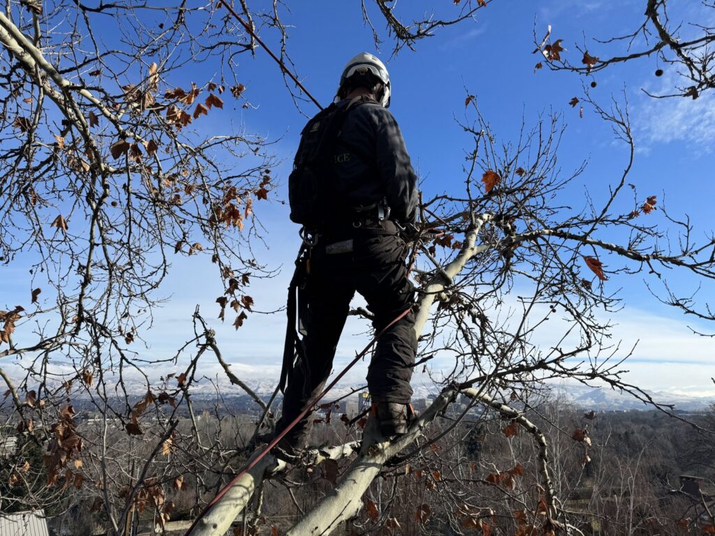 A tree service worker in safety gear positioned high in a tree, overlooking a residential area, performing tree care for Double J Tree Service, LLC in Meridian, ID.