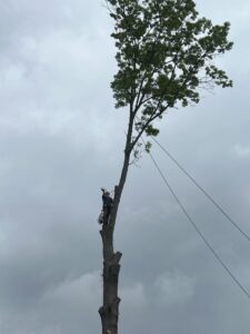 A tree worker safely climbing a tree with a chainsaw, ready for trimming by Monterroso tree service in Little Rock, AR.