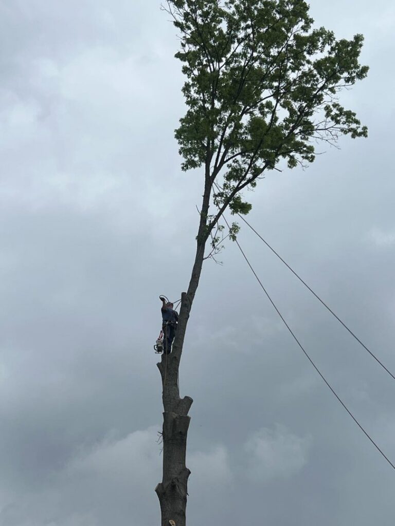 A tree worker safely climbing a tree with a chainsaw, ready for trimming by Monterroso tree service in Little Rock, AR.