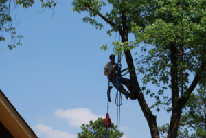 A tree worker climbing with ropes and safety gear, performing tree services for Daniel's Tree Service in Columbia, SC.