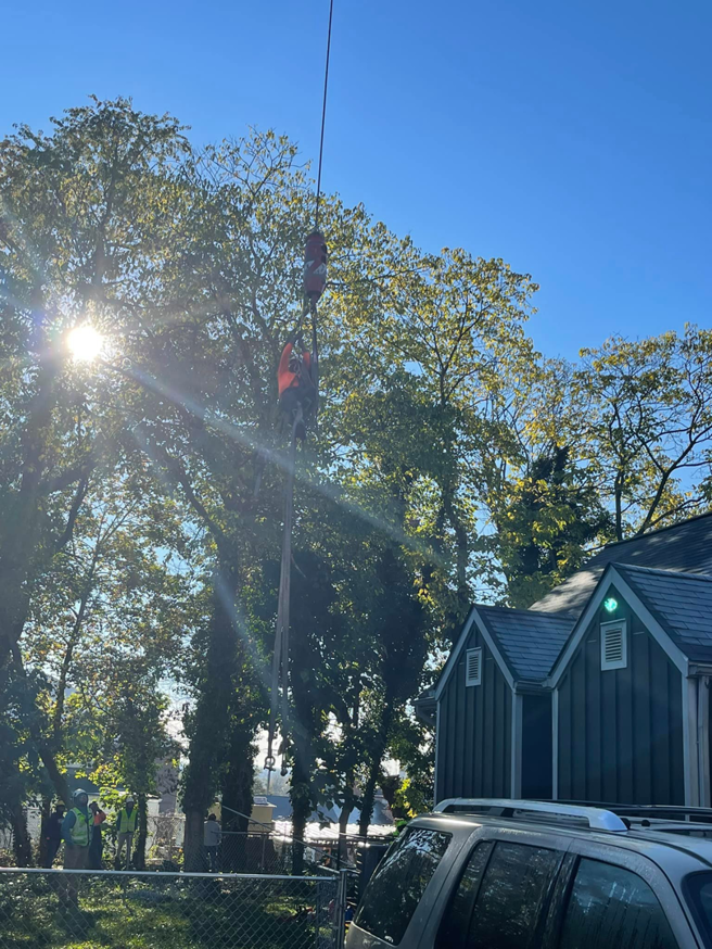 A tree worker suspended by a crane performing tree removal or trimming for Johnson Tree Services in Monrovia, CA.