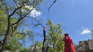 A tree worker attached to a crane, cutting branches during a tree removal service by Kansas Tree Care in Lawrence, KS.