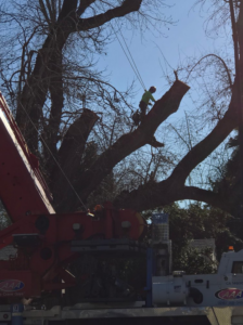 A tree service worker using a crane to trim a large tree for Bud's Tri County Tree Service in West Sacramento, CA