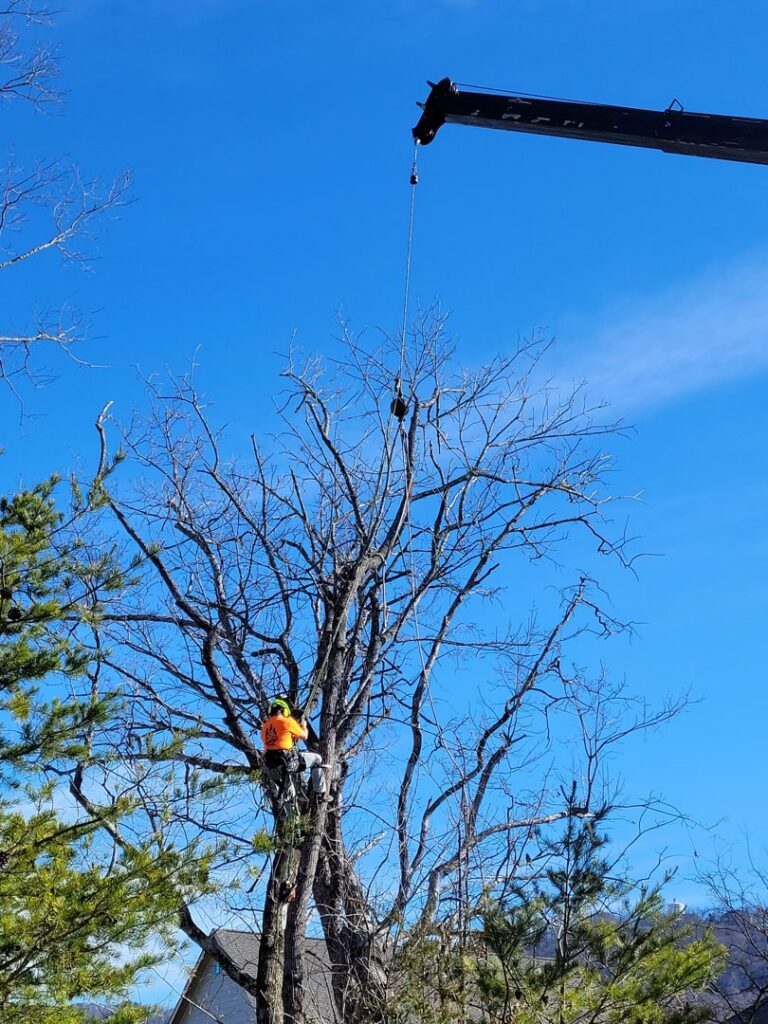 A tree service worker attached to a crane line, performing tree trimming or removal for Lumberjacks Tree Service in Chattanooga, TN.